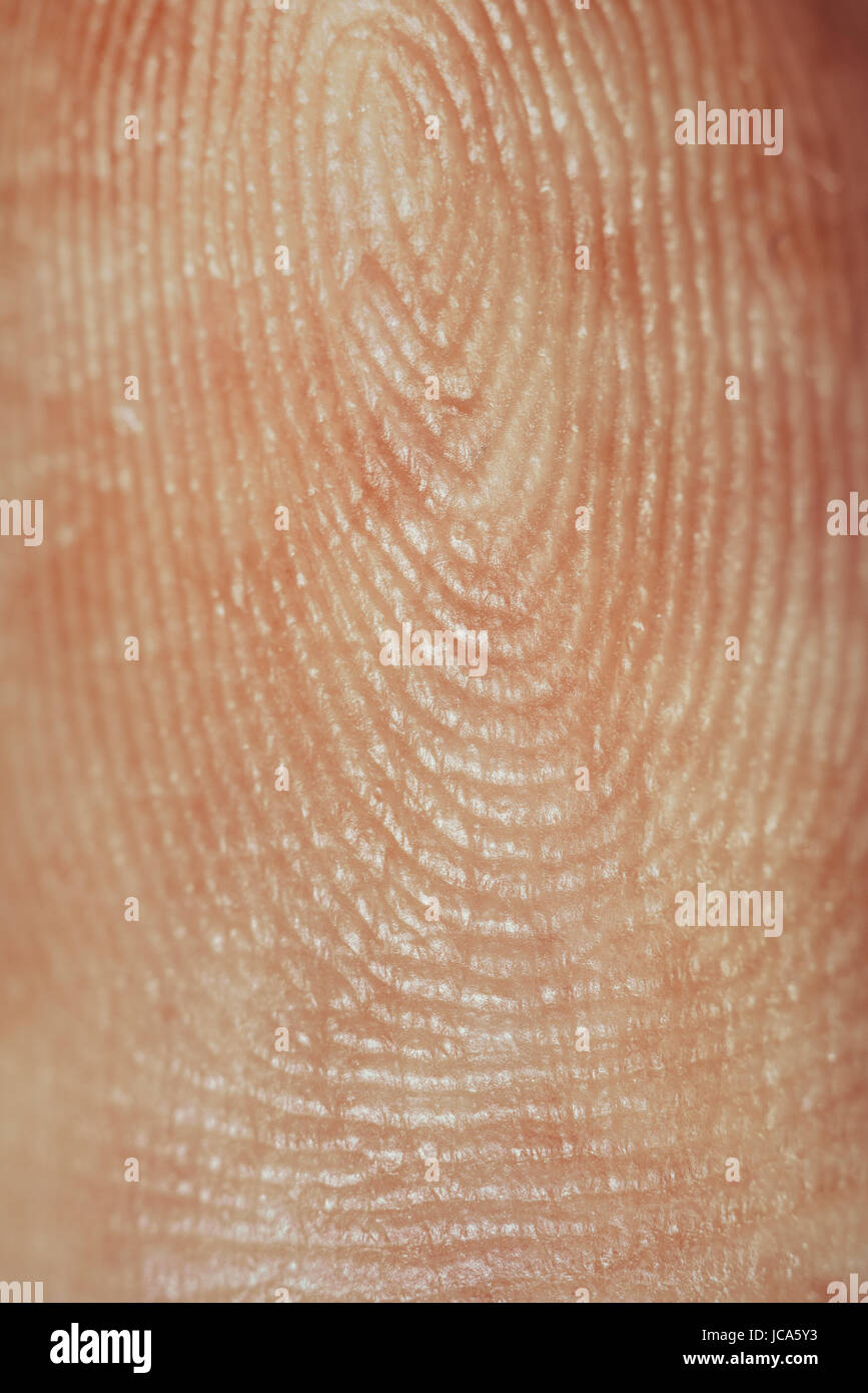 Fingerprint super close-up view. Magnification about 100 times. Stock Photo