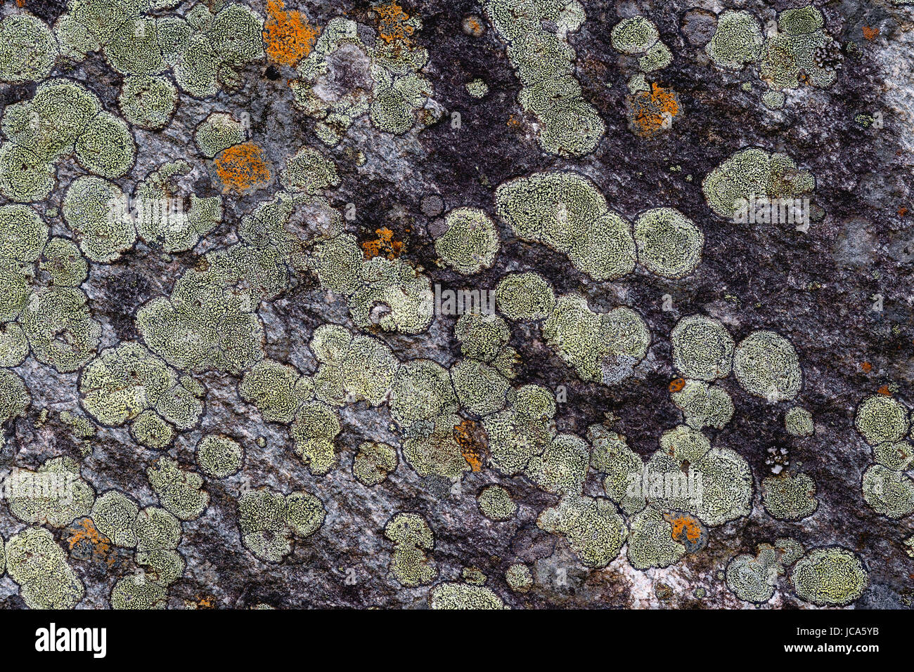 Lichens and moss on a wet rock Stock Photo - Alamy