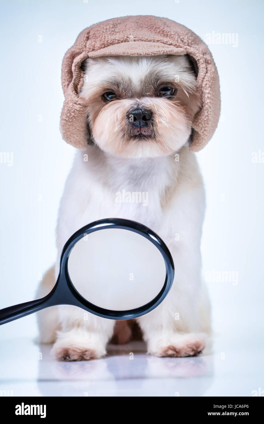 Shih tzu dog detective in cap looking on magnifier and searching for track. On bright white and blue background. Stock Photo
