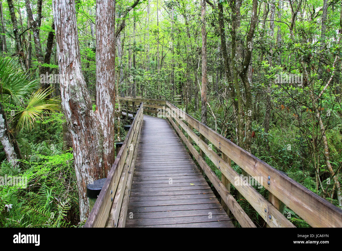 Boardwalk in 6 mile Cypress Slough in Florida Stock Photo