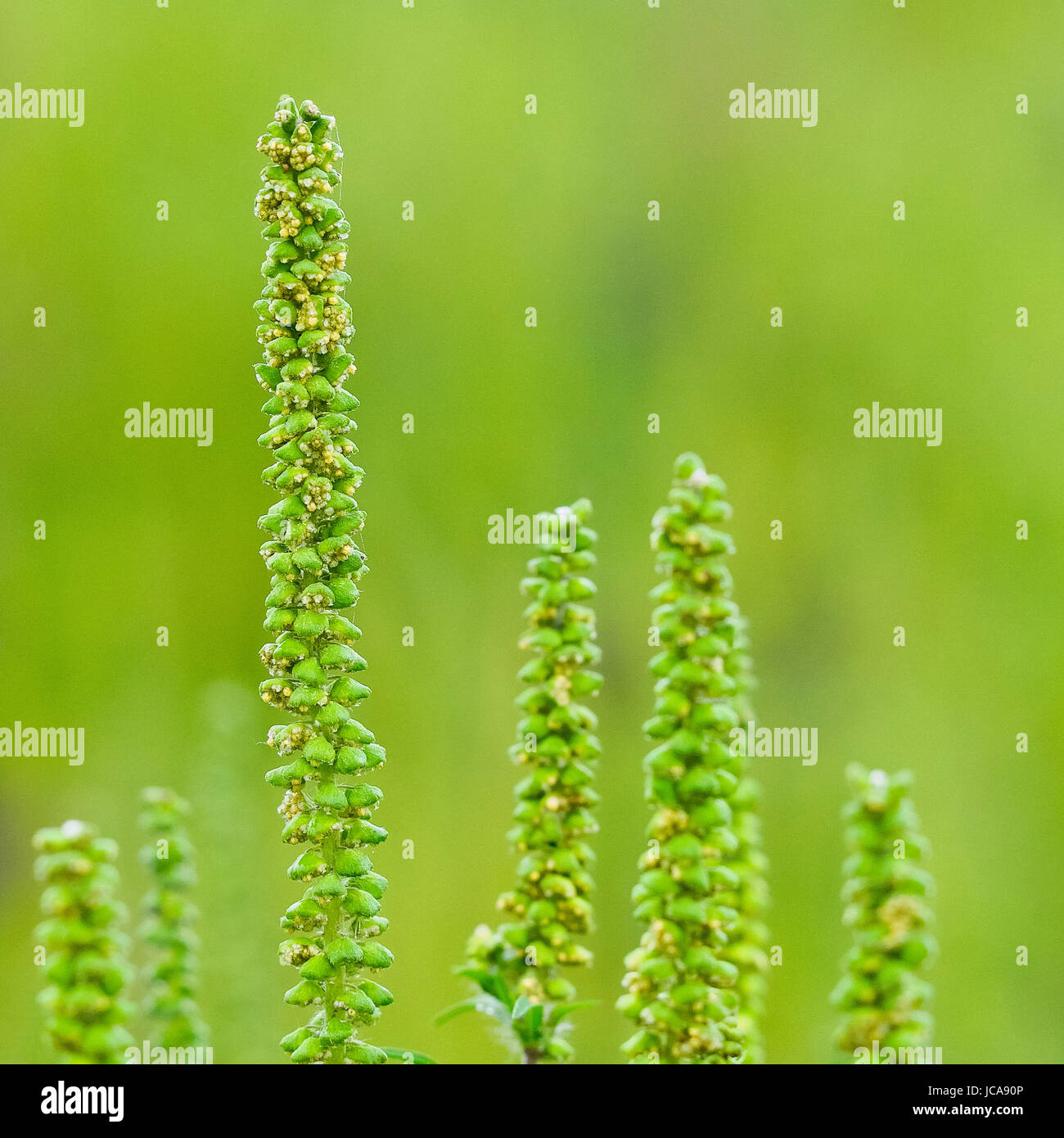 pollen of ragweed Stock Photo
