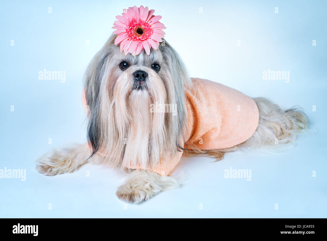 Shih tzu dog in pink bathrobe lying with flower decoration. On white