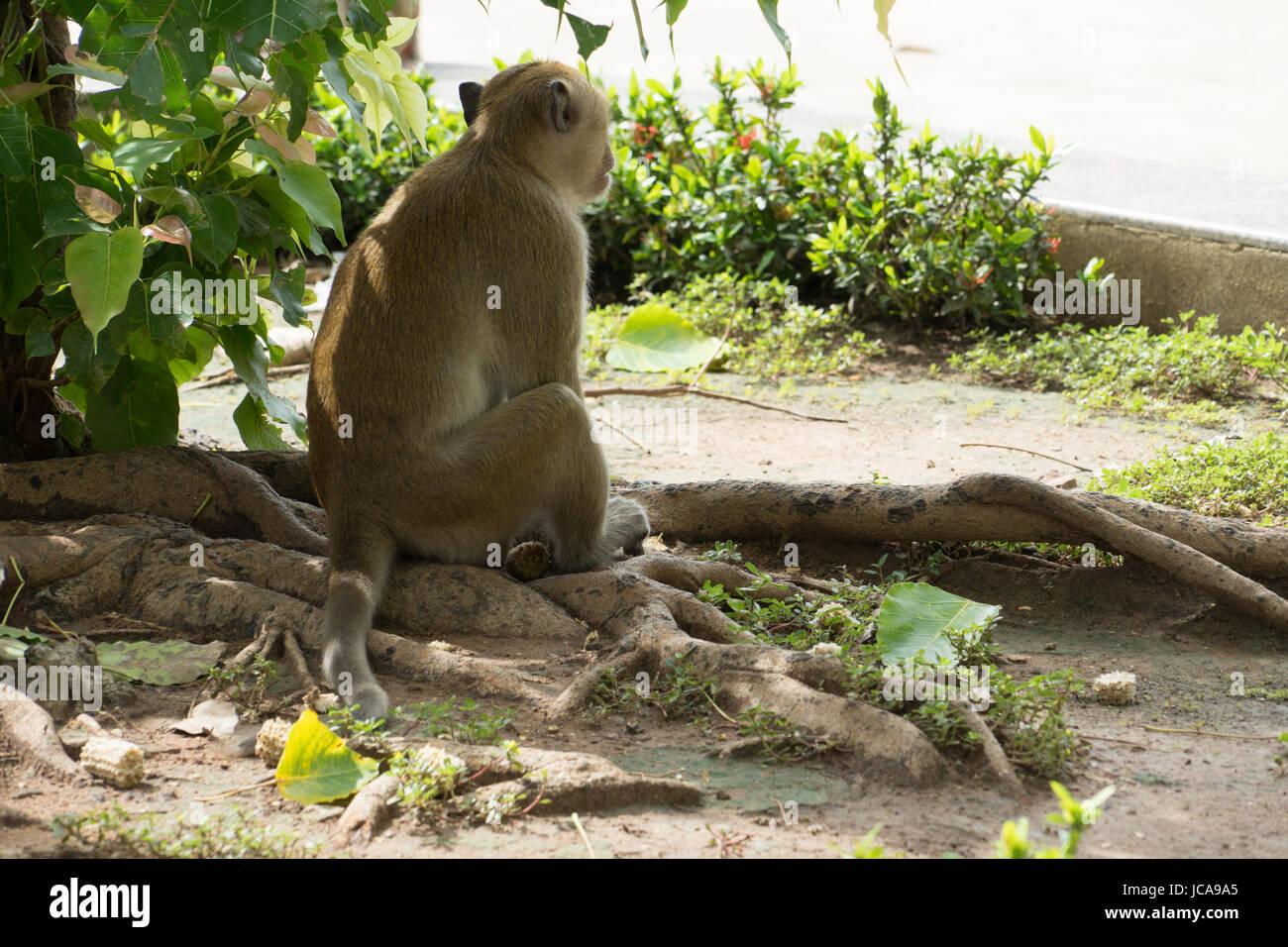 monkey alone asia only lonesome wildlife nature Stock Photo