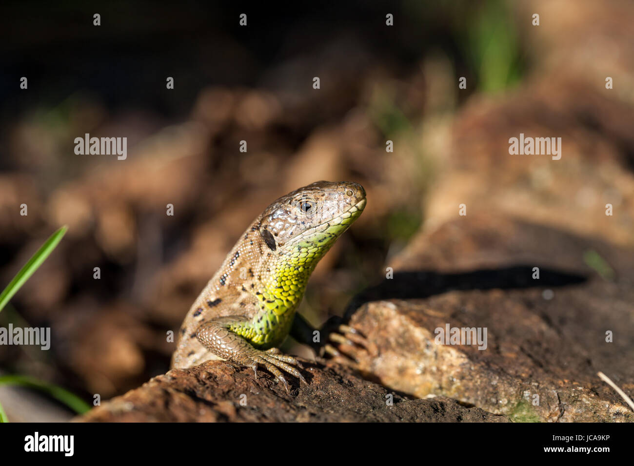 Agile Eidechse in ihrem natürlichen Lebensraum auf dem Boden zwischen welken Blättern an einem warmen sonnigen Tag Stock Photo