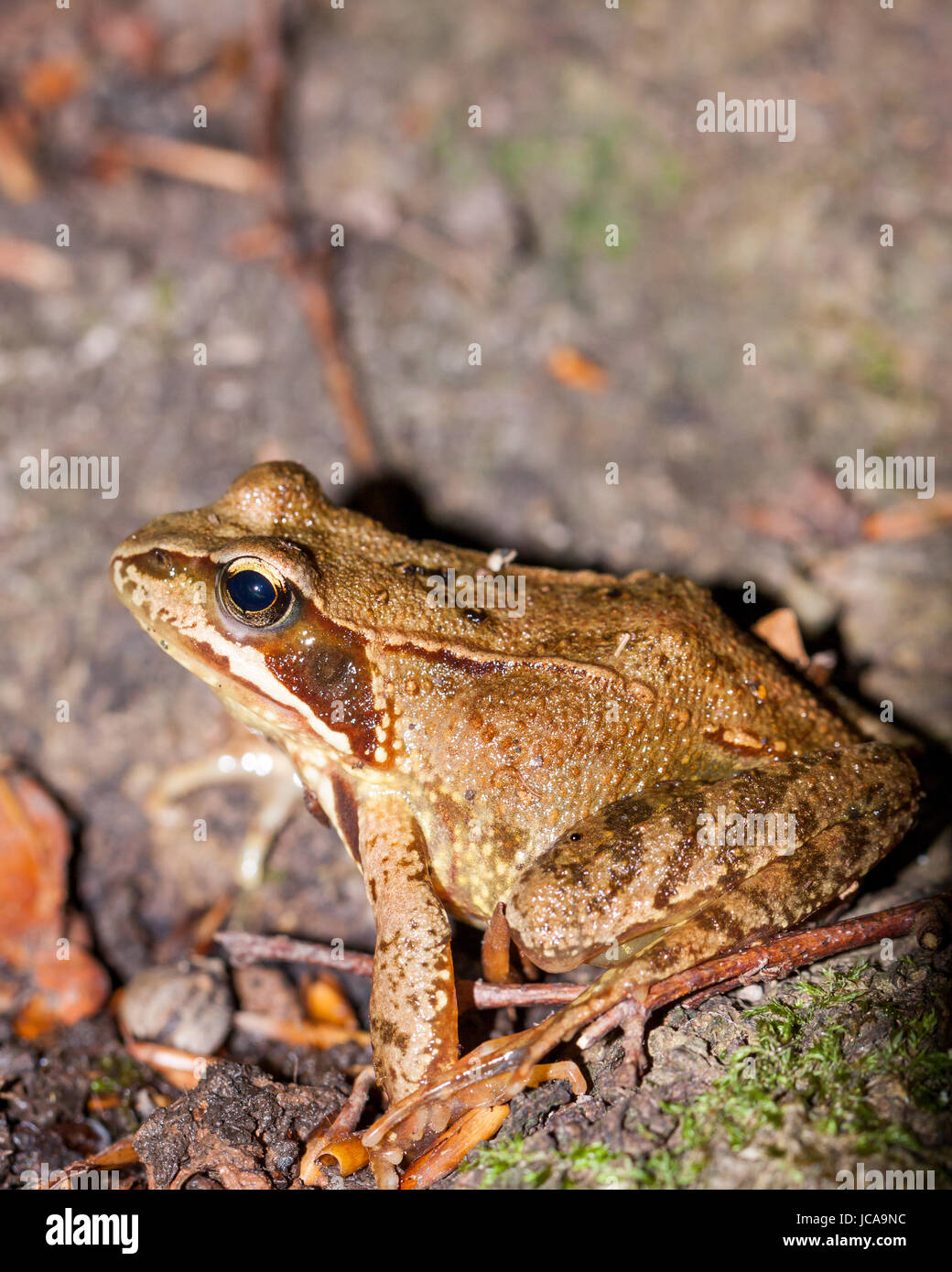 Grasfrosch Laubfrosch im Wald auf braunem Laub im Profil mit klarer  Zeichnung im Freien Stock Photo - Alamy