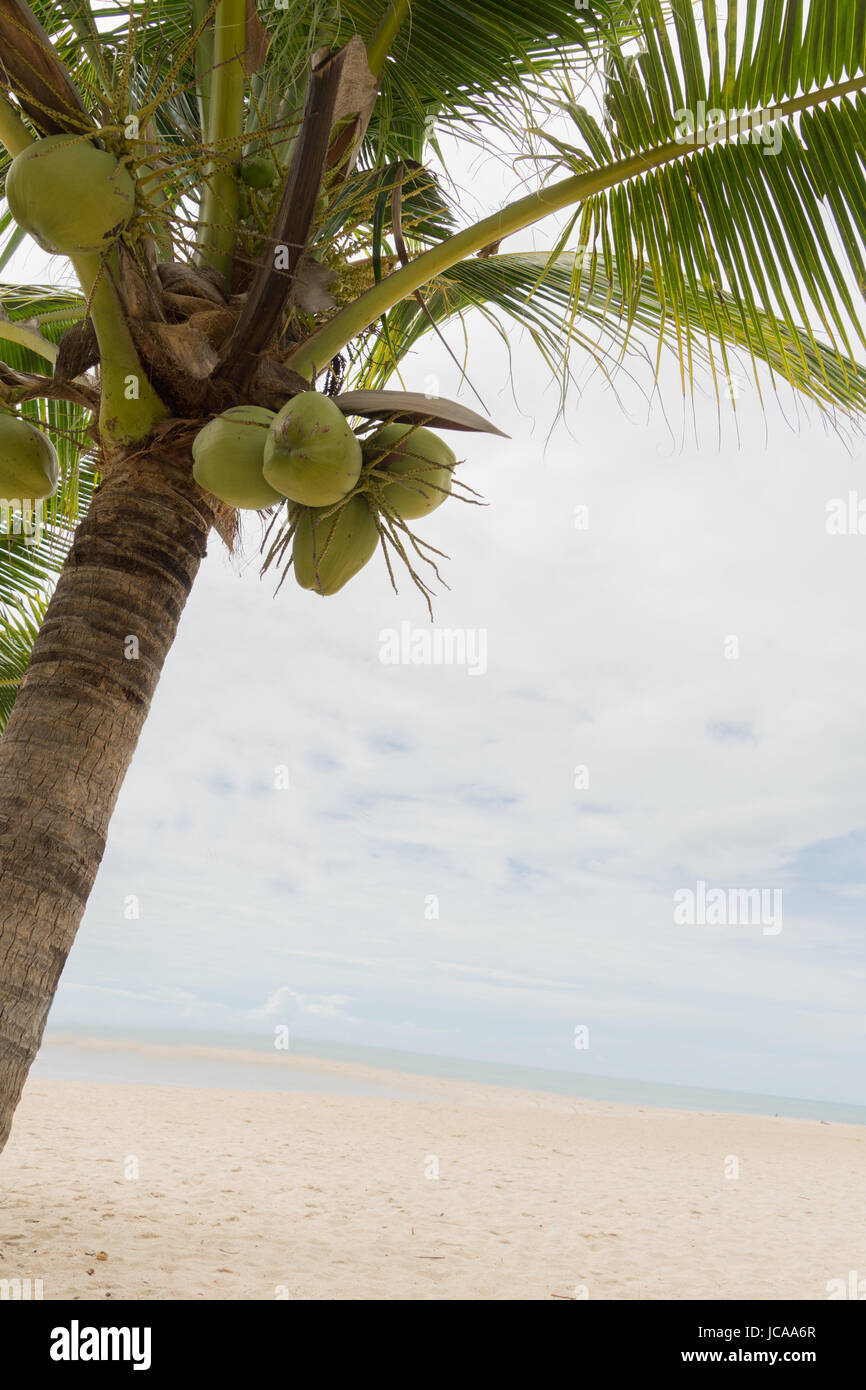 coconut tree fruit beach sea ocean holiday Stock Photo