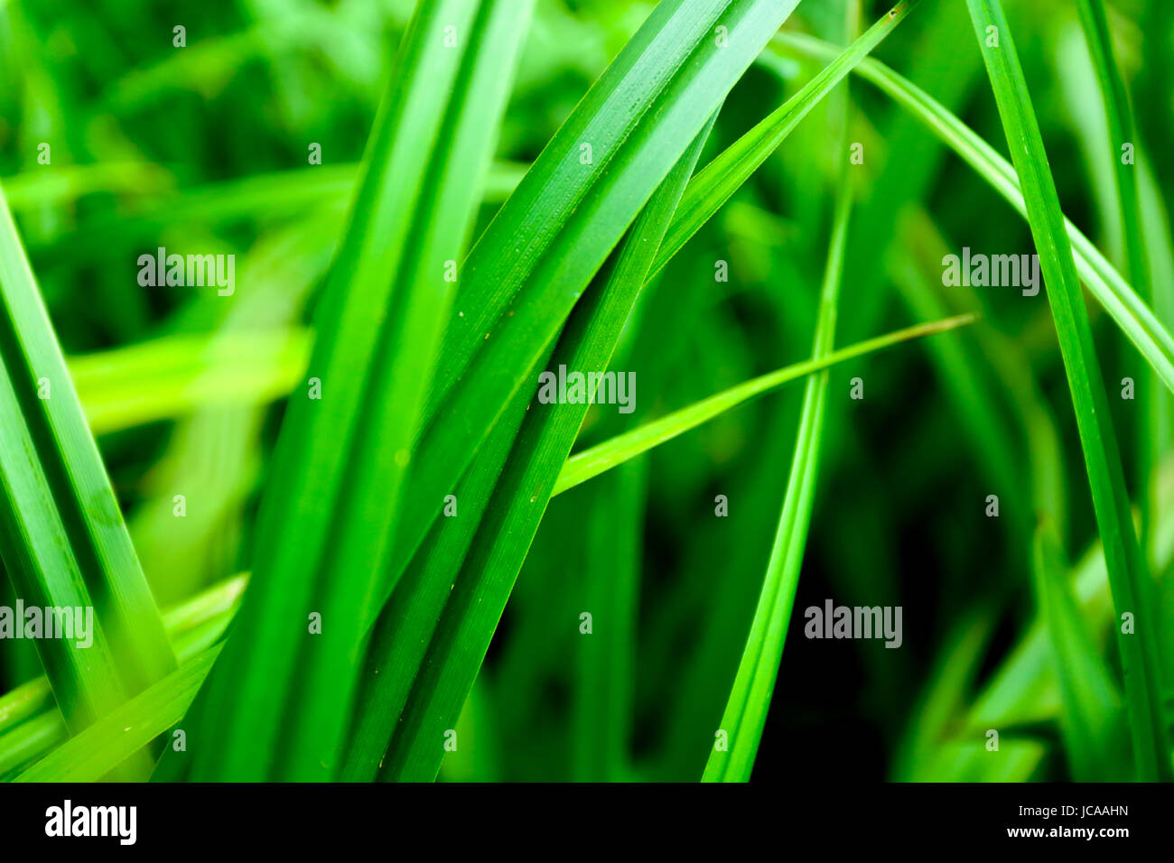 Plants: Swamps reed Stock Photo