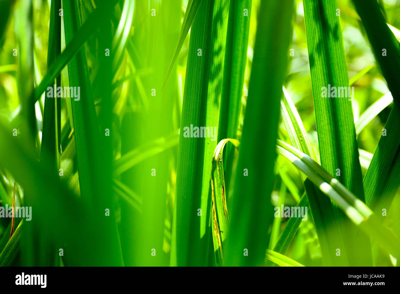 Plants: Swamps reed Stock Photo