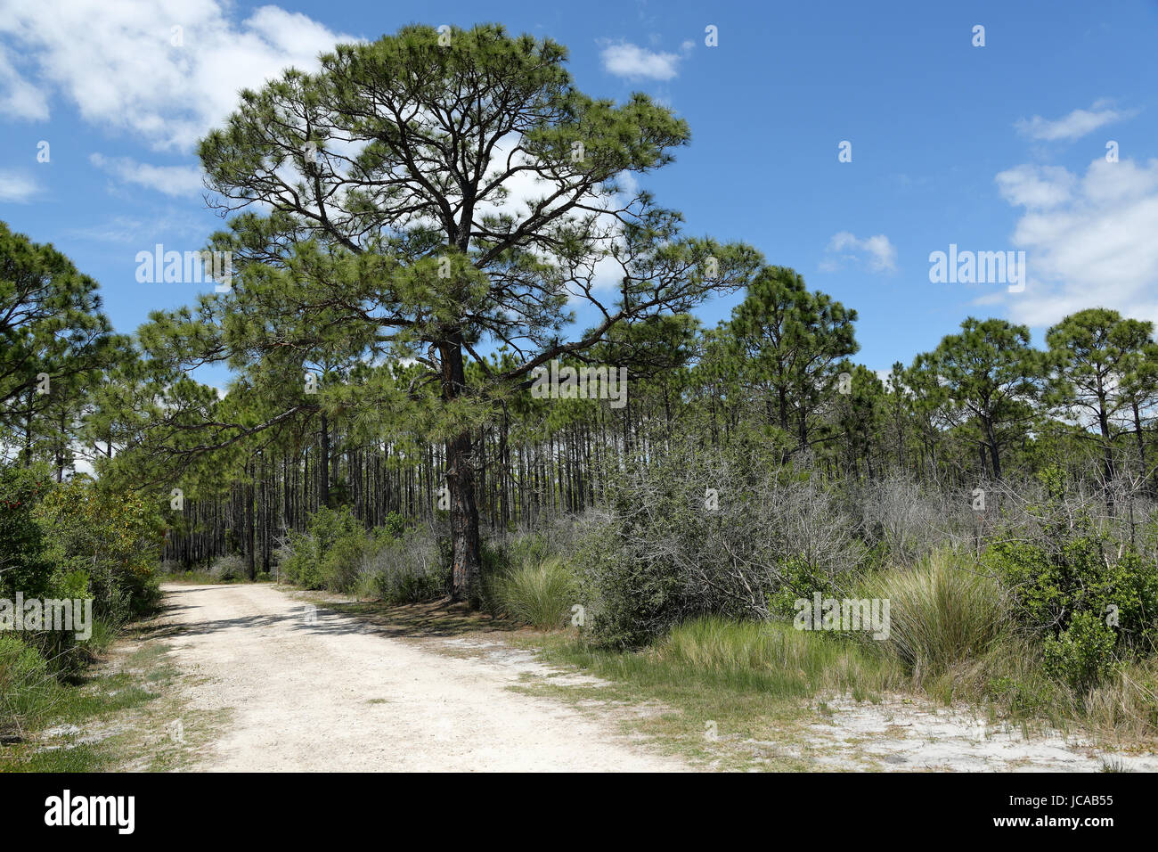 Majestic mature pine tree along a sandy path Stock Photo