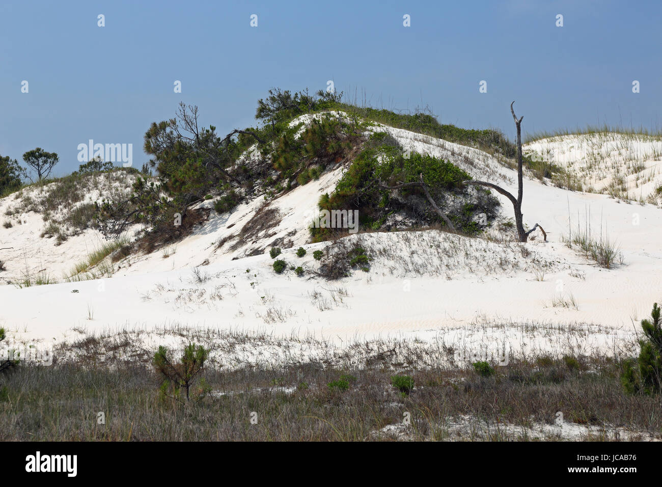 Pine trees and shrubs growing on a mature sand dune in Florida Stock Photo