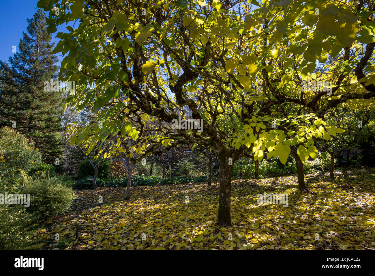 autumn leaves, Mulberry trees, autumn color, Schramsberg Vineyards, Calistoga, Napa Valley, California, United States, North America Stock Photo