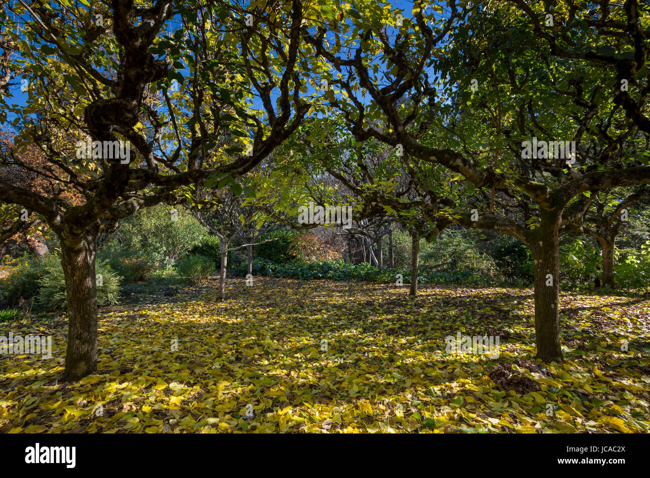 autumn leaves, Mulberry trees, autumn color, Schramsberg Vineyards, Calistoga, Napa Valley, California, United States, North America Stock Photo
