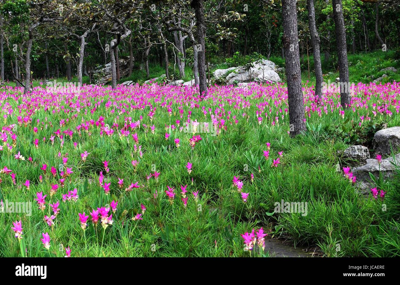 Pink Siam tulips (Curcuma alismatifolia) blooming in the field  at Pa Hin Ngam National Park Chaiyaphum, Thailand. Stock Photo