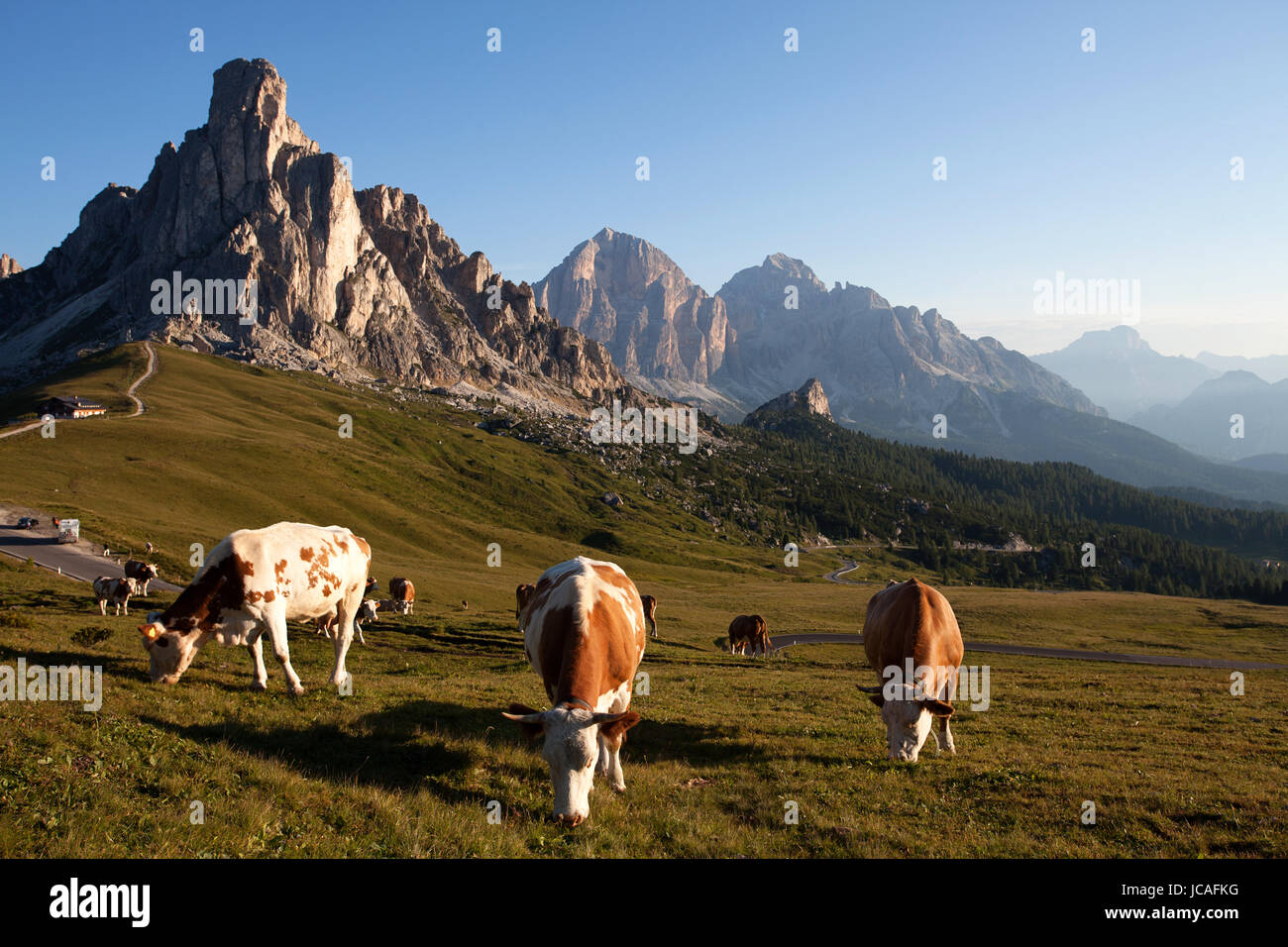 Cows In Italy A herd of cows grazing on a picturesque meadow on Passo Giau, Dolomites ...