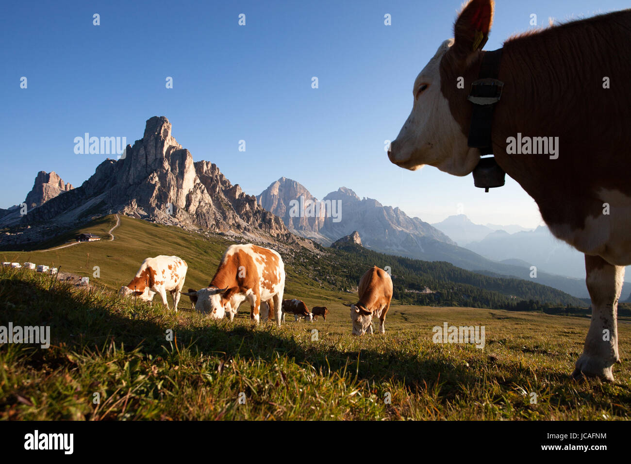 Cows In Italy A herd of cows grazing on a picturesque meadow on Passo Giau, Dolomites ...