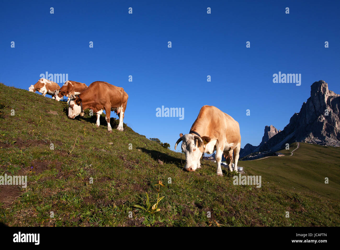 Cows In Italy A herd of cows grazing on a picturesque meadow on Passo Giau, Dolomites ...