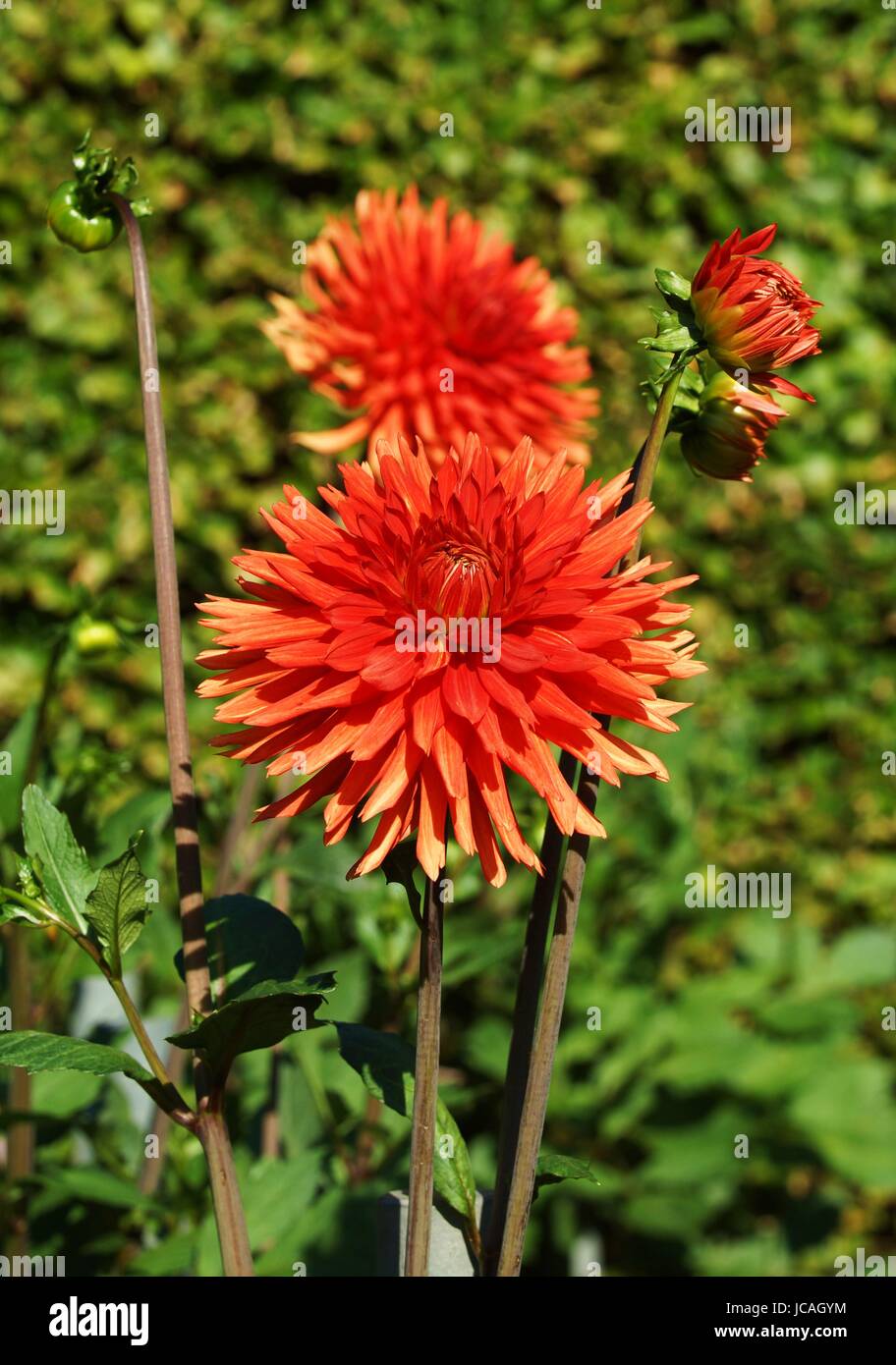 beautiful dahlia flowers Stock Photo