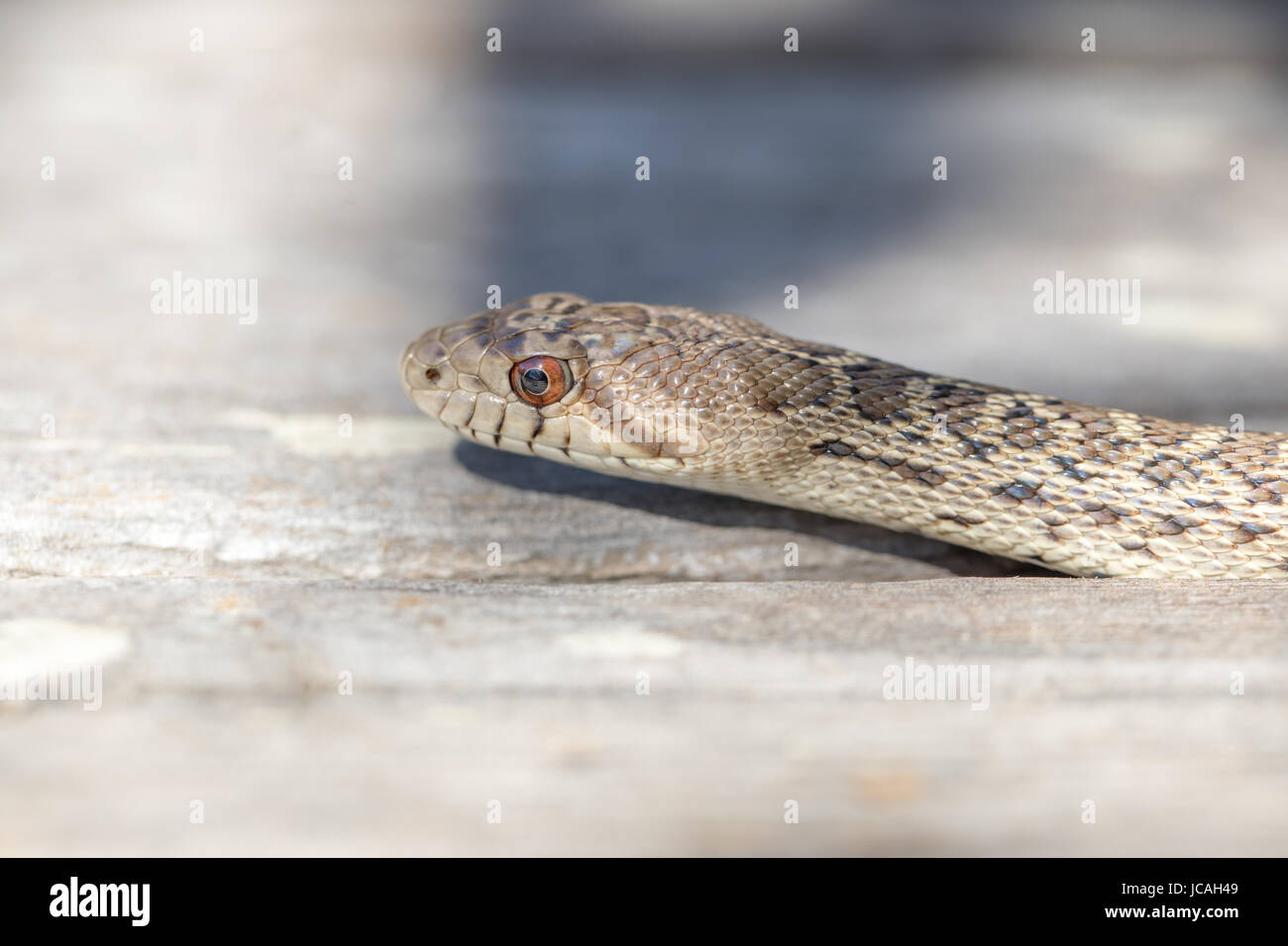 Pacific Gopher Snake - Pituophis catenifer catenifer. Stock Photo