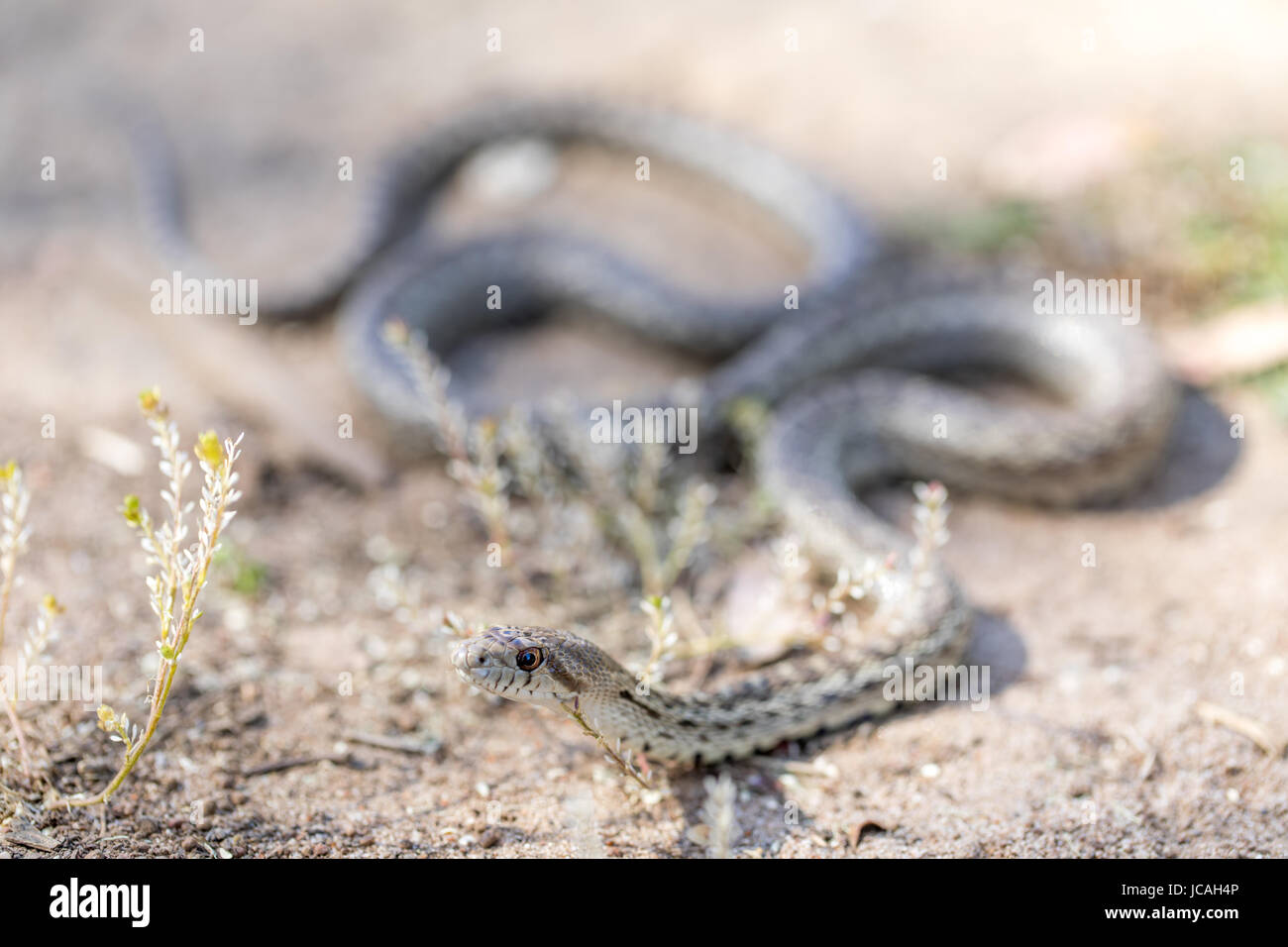 Pacific Gopher Snake - Pituophis catenifer catenifer. Stock Photo