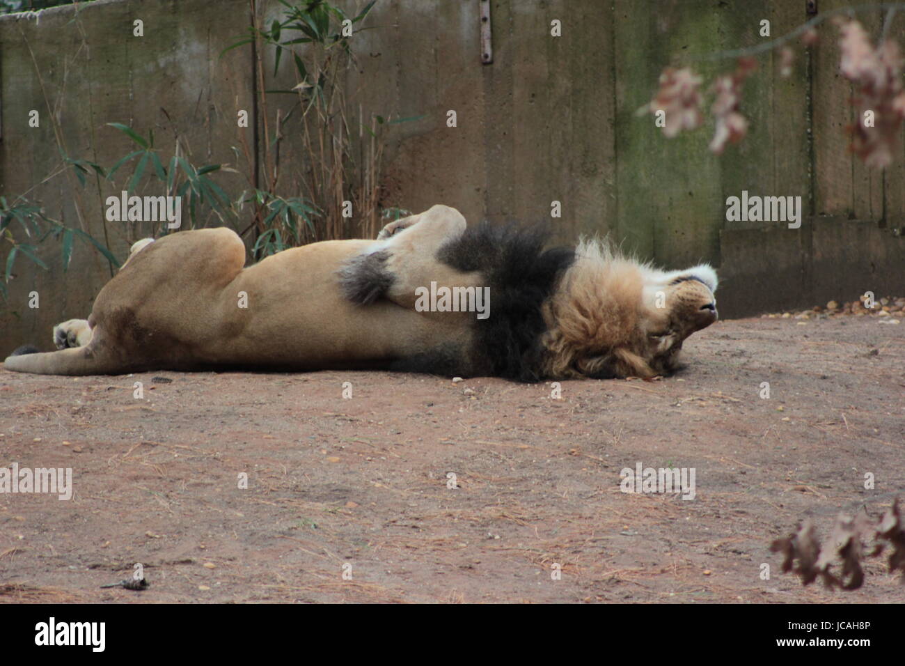 LION RELAXING Stock Photo