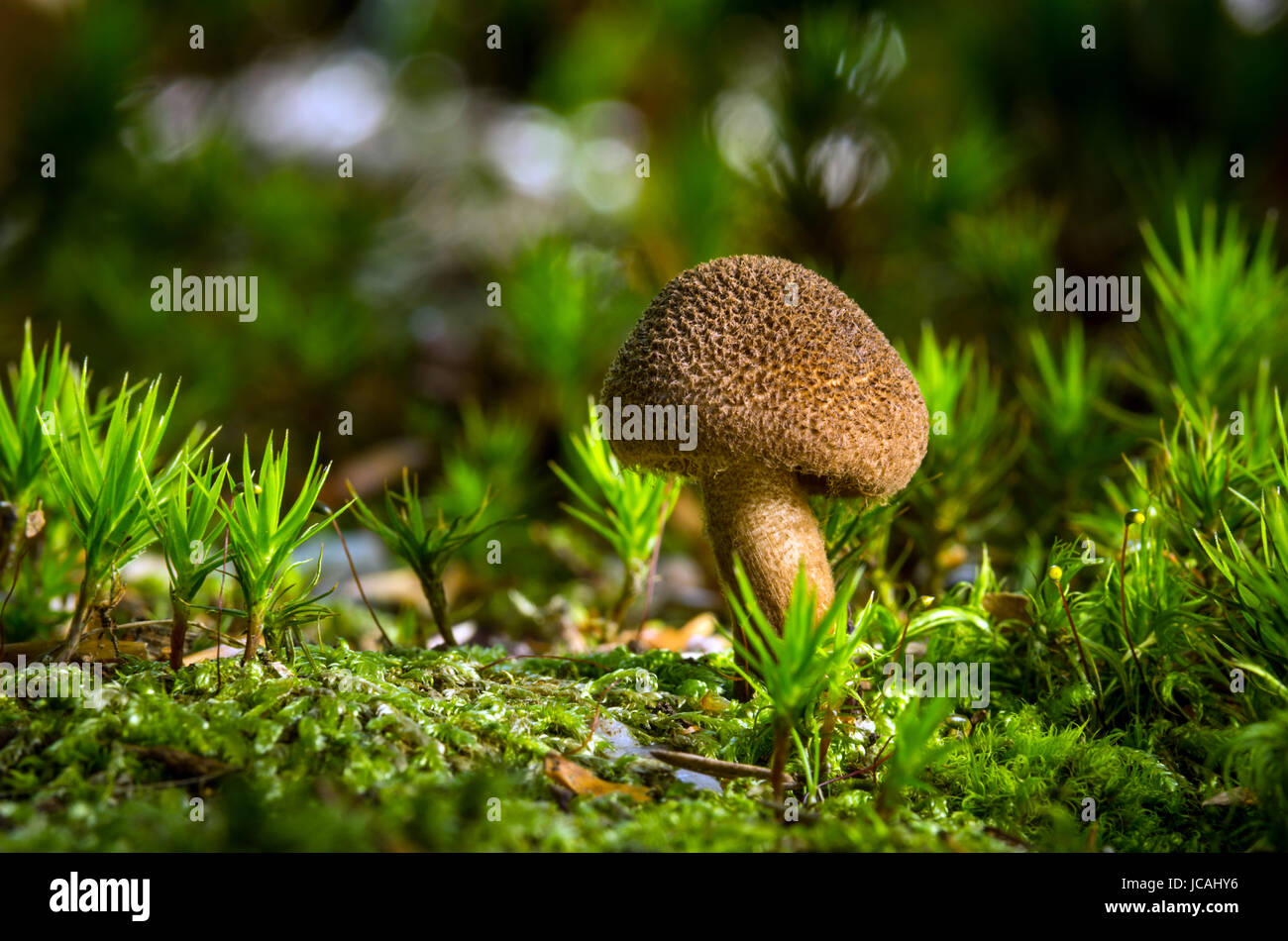 Inedible fungus grows in forests Central Europe, Inocybe Stock Photo