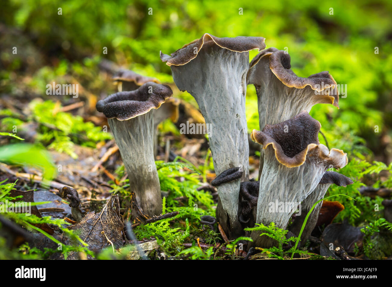 Edible mushrooms with excellent taste, Craterellus cornucopioides Stock Photo