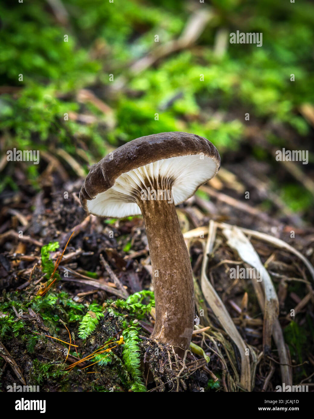 Edible mushrooms with excellent taste, Lactarius lignyotus Stock Photo