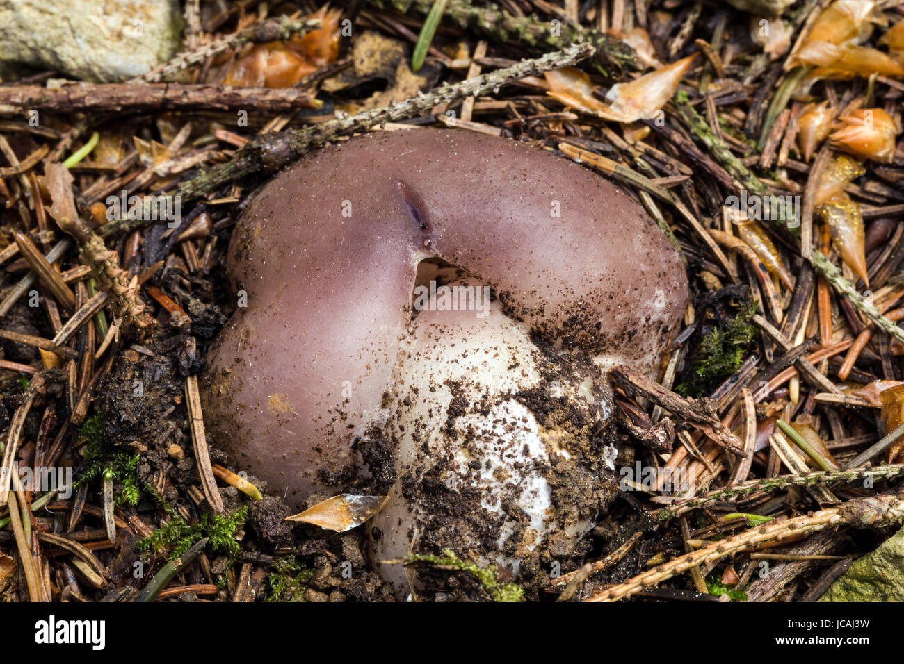 Sarcosphaera coronaria fungi.  Inedible uncultivated mushrooms. Stock Photo