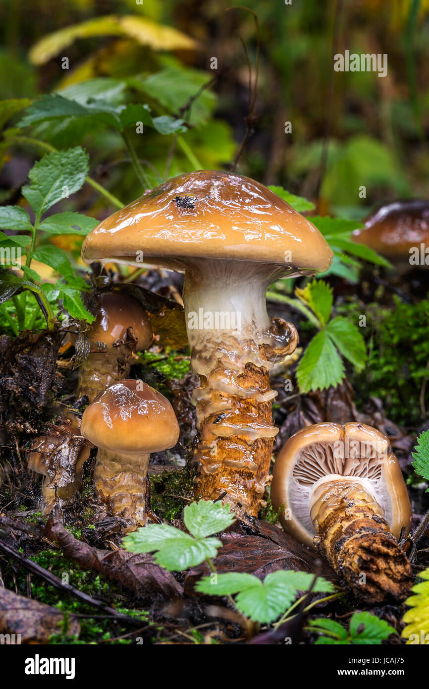 edible fungus grows in forest of Central Europe, cortinarius trivialis Stock Photo