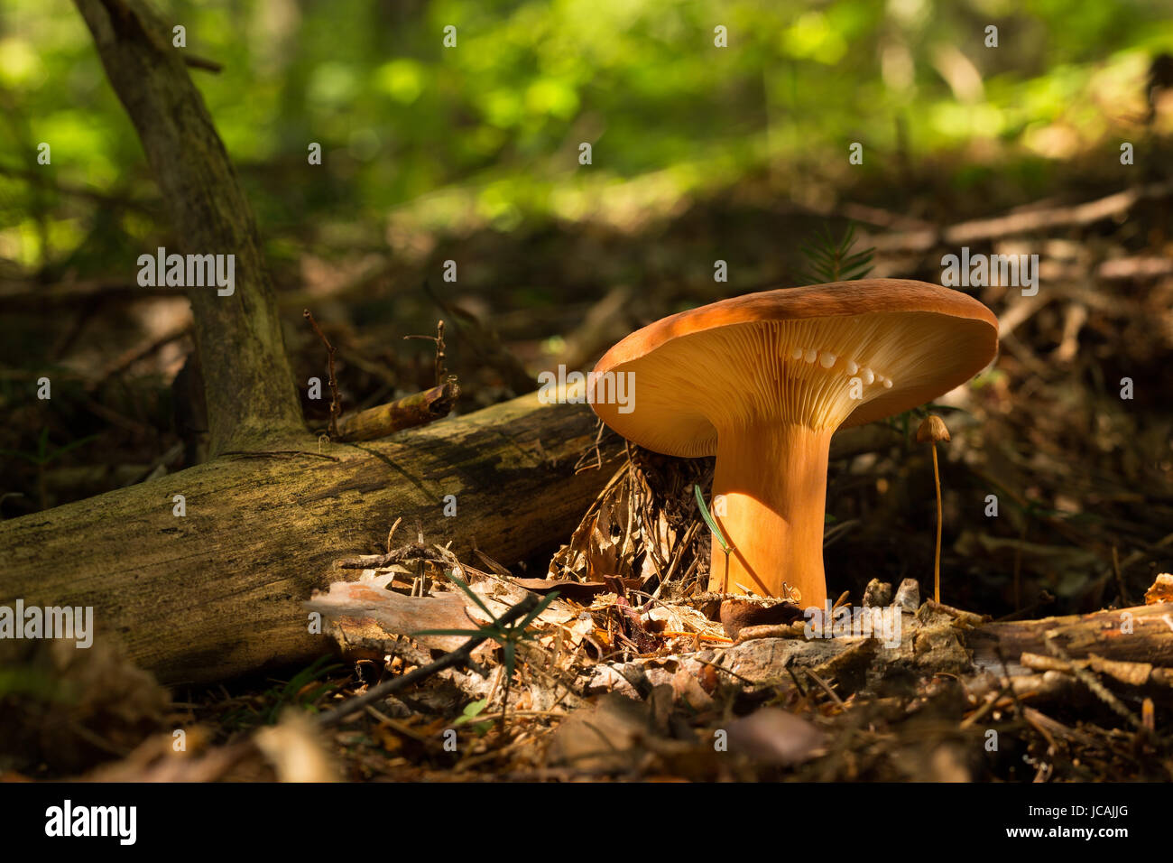 Lactarius volemus.  Edible mushrooms with excellent taste. Bio food. Uncultivated  fungi. Stock Photo