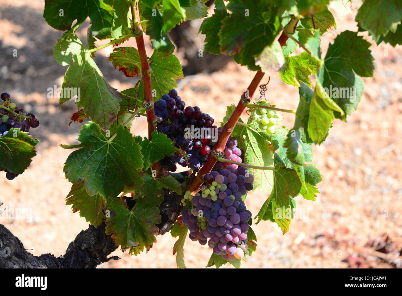 vineyards vintage spain Stock Photo Alamy