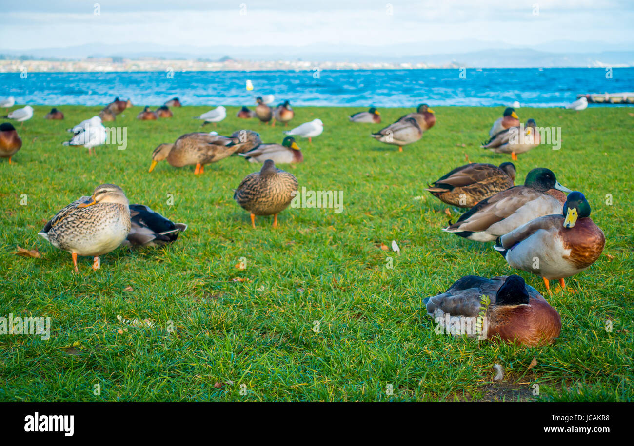 Close up of the Pacific black ducks or grey ducks at Lake Taupo, North Island of New Zealand
