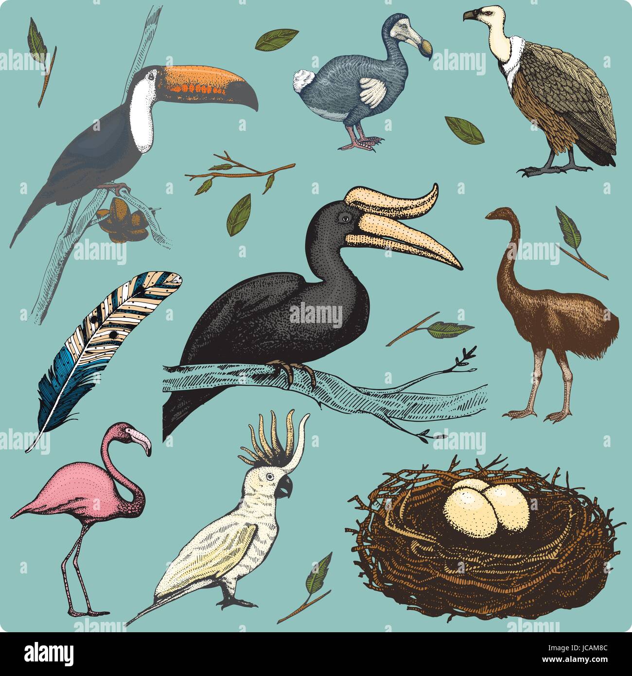hand drawn vector realistic bird, sketch graphic style, set of domestic. griffon vultures, cockatoo parrot. rhinoceros hornbill, toco toucan, flamingo and extinct species. moa, dodo and feather. Stock Vector