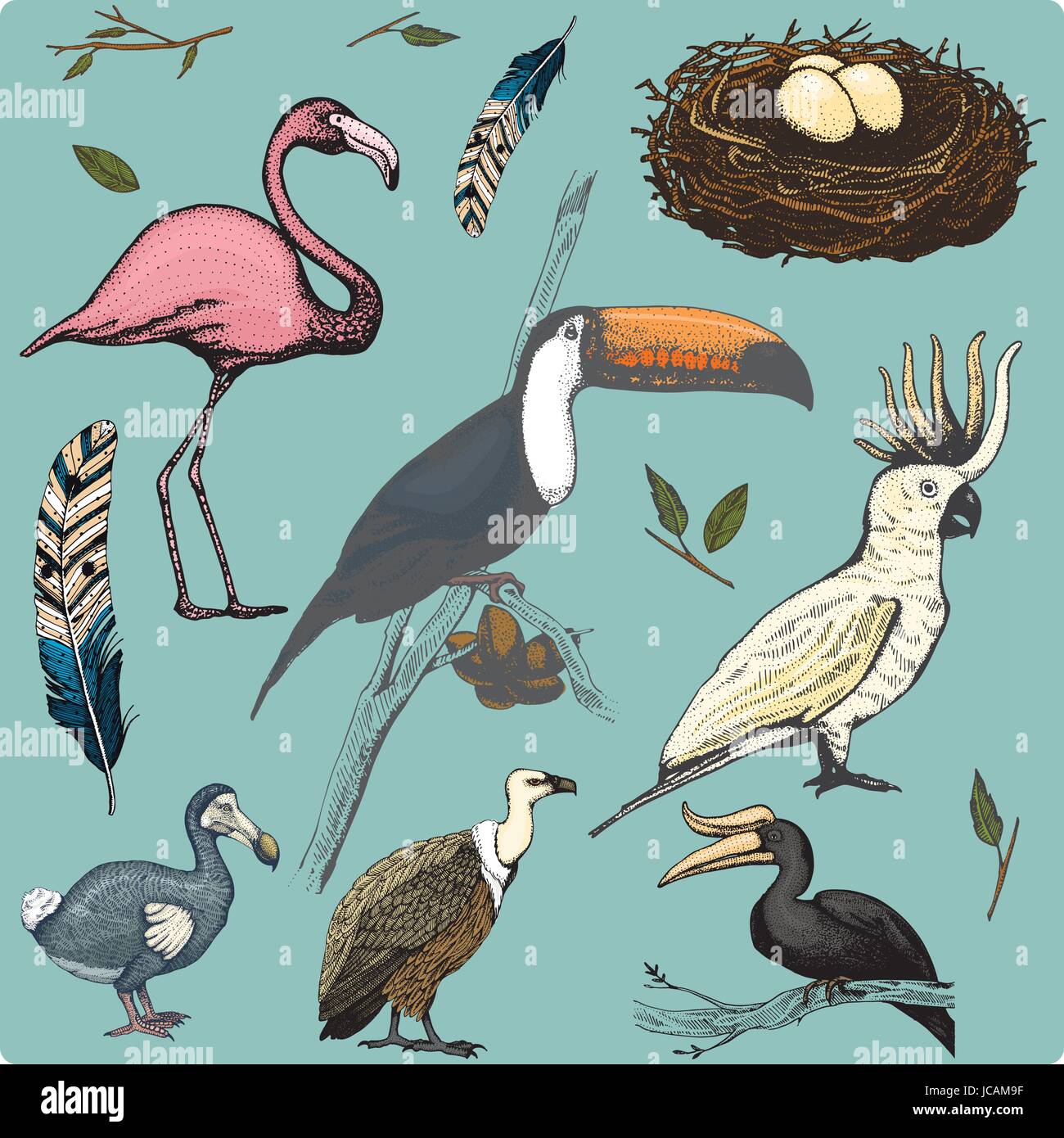 hand drawn vector realistic bird, sketch graphic style, set of domestic. griffon vultures, cockatoo parrot. rhinoceros hornbill, toco toucan, flamingo and extinct species. moa, dodo and feather. Stock Vector