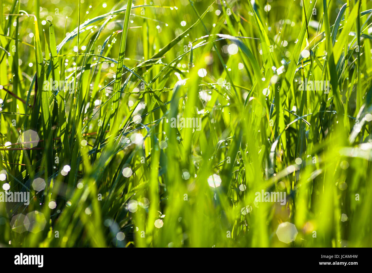 Dew drops on the green grass shining in the sun Stock Photo - Alamy