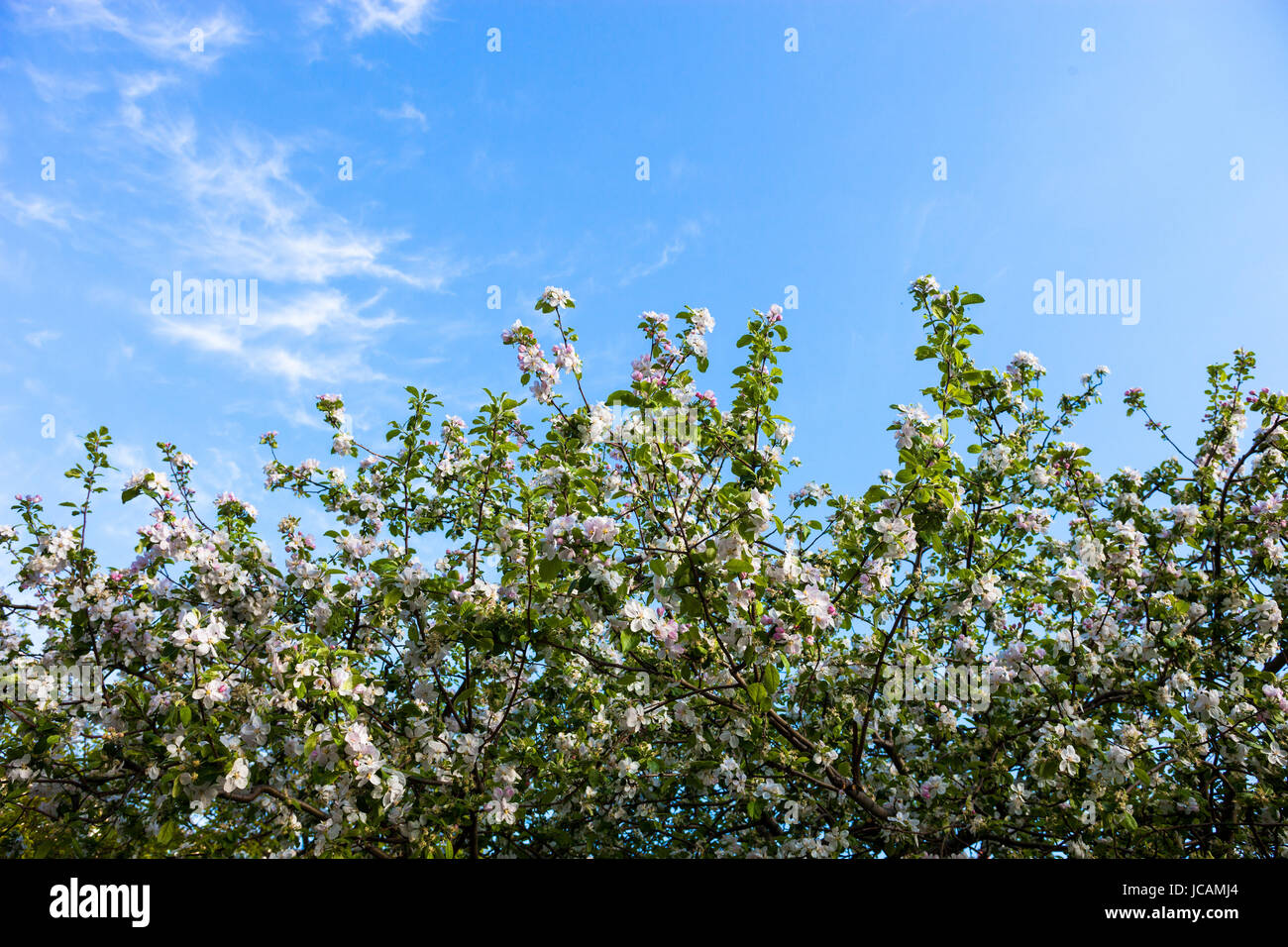 Blooming branches of the apple tree against the blue sky background ...