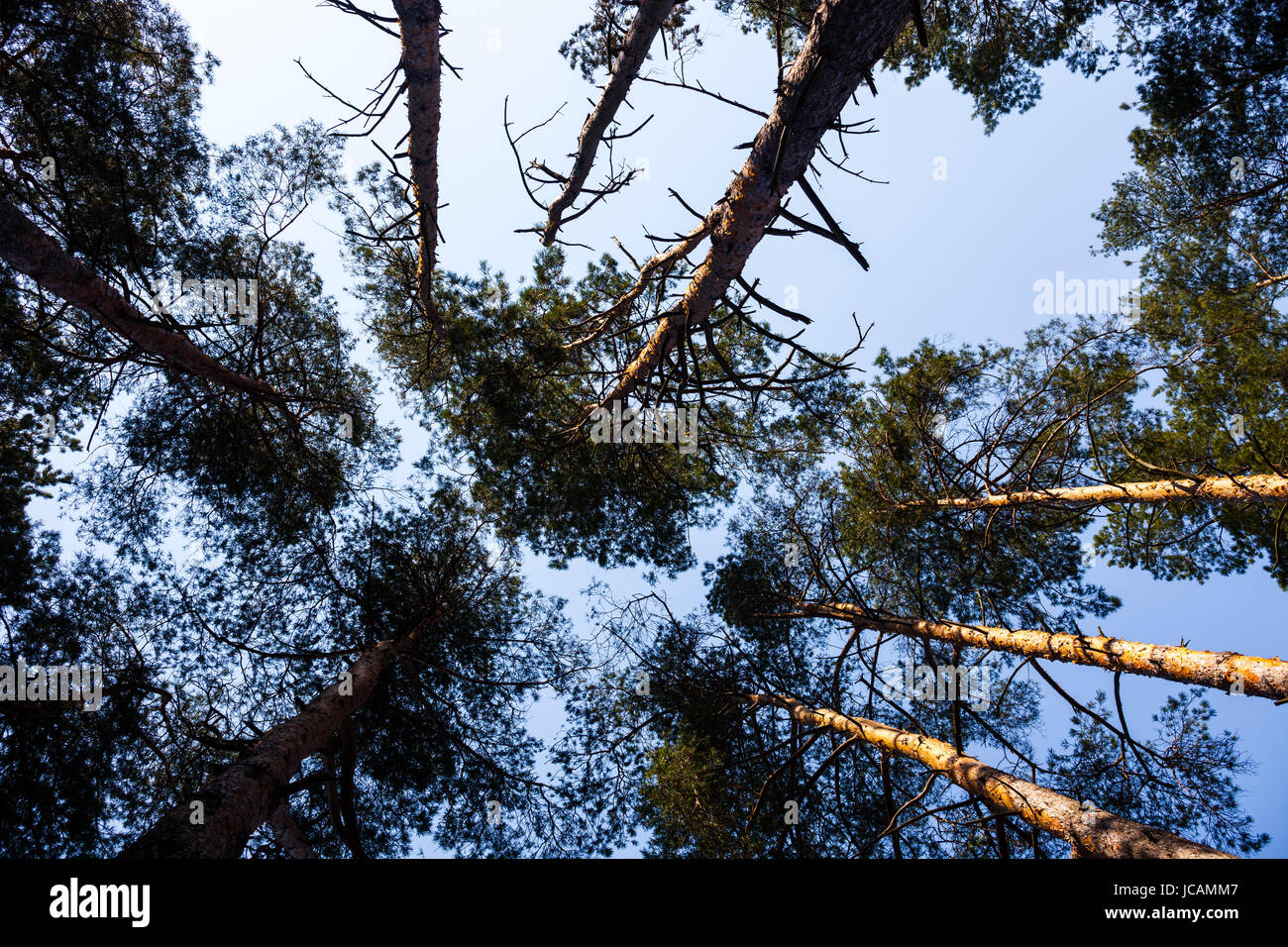 Silhouettes of pine trees against the sky Stock Photo - Alamy