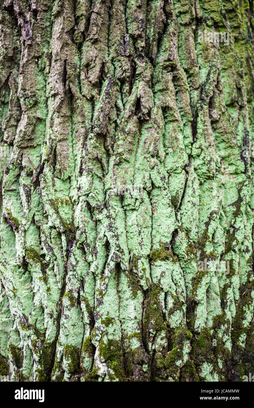 Close up of the tree bark with green moss. Stock Photo