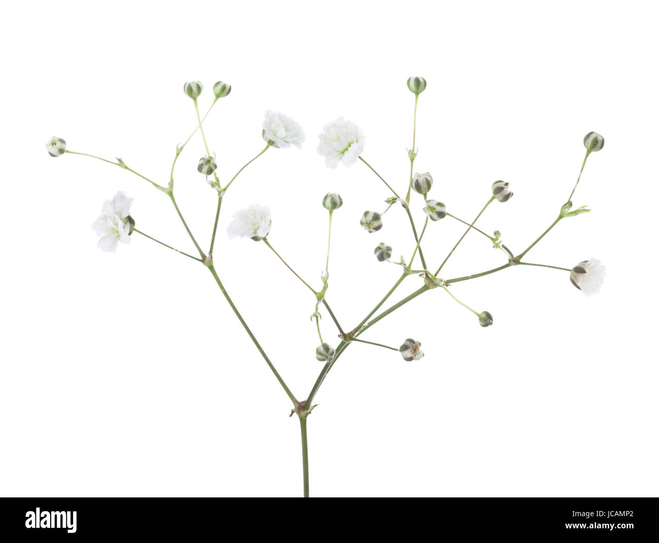 Gypsophila isolated on white background Stock Photo Alamy