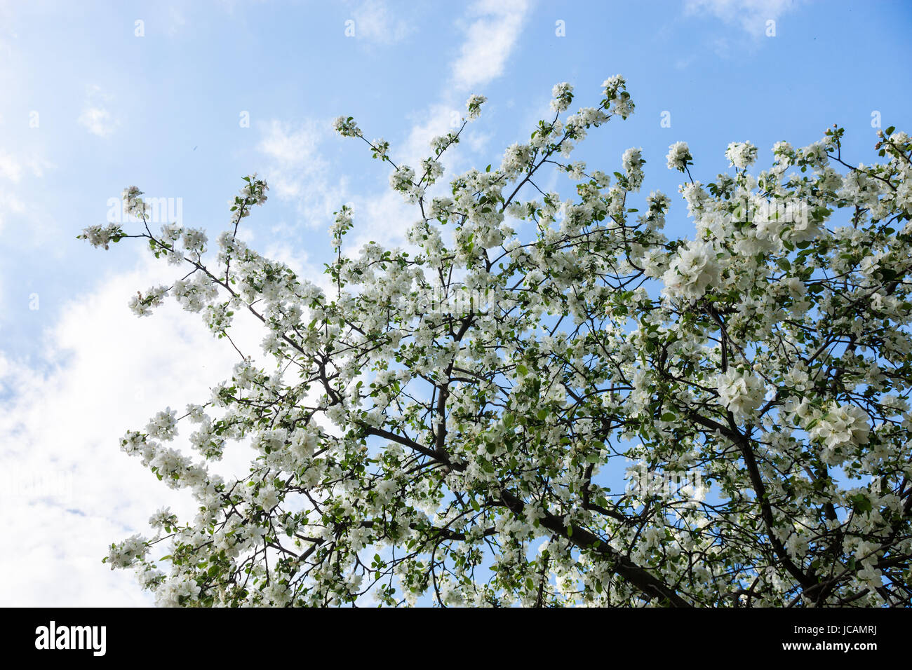 Blooming branches of the apple tree against the blue sky background ...
