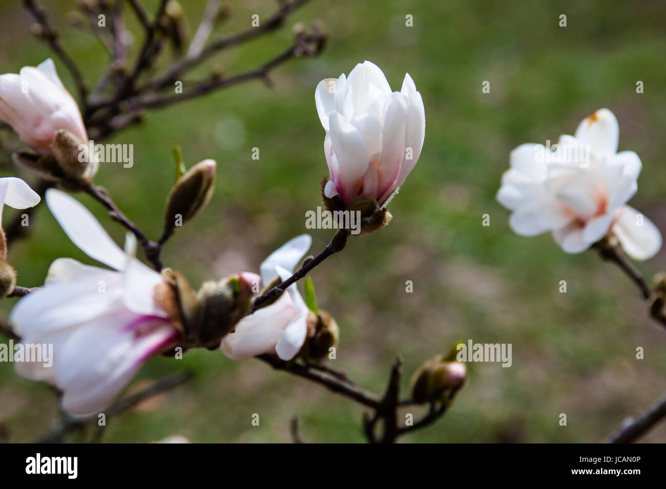 White flowers of the magnolia tree in early spring Stock Photo - Alamy