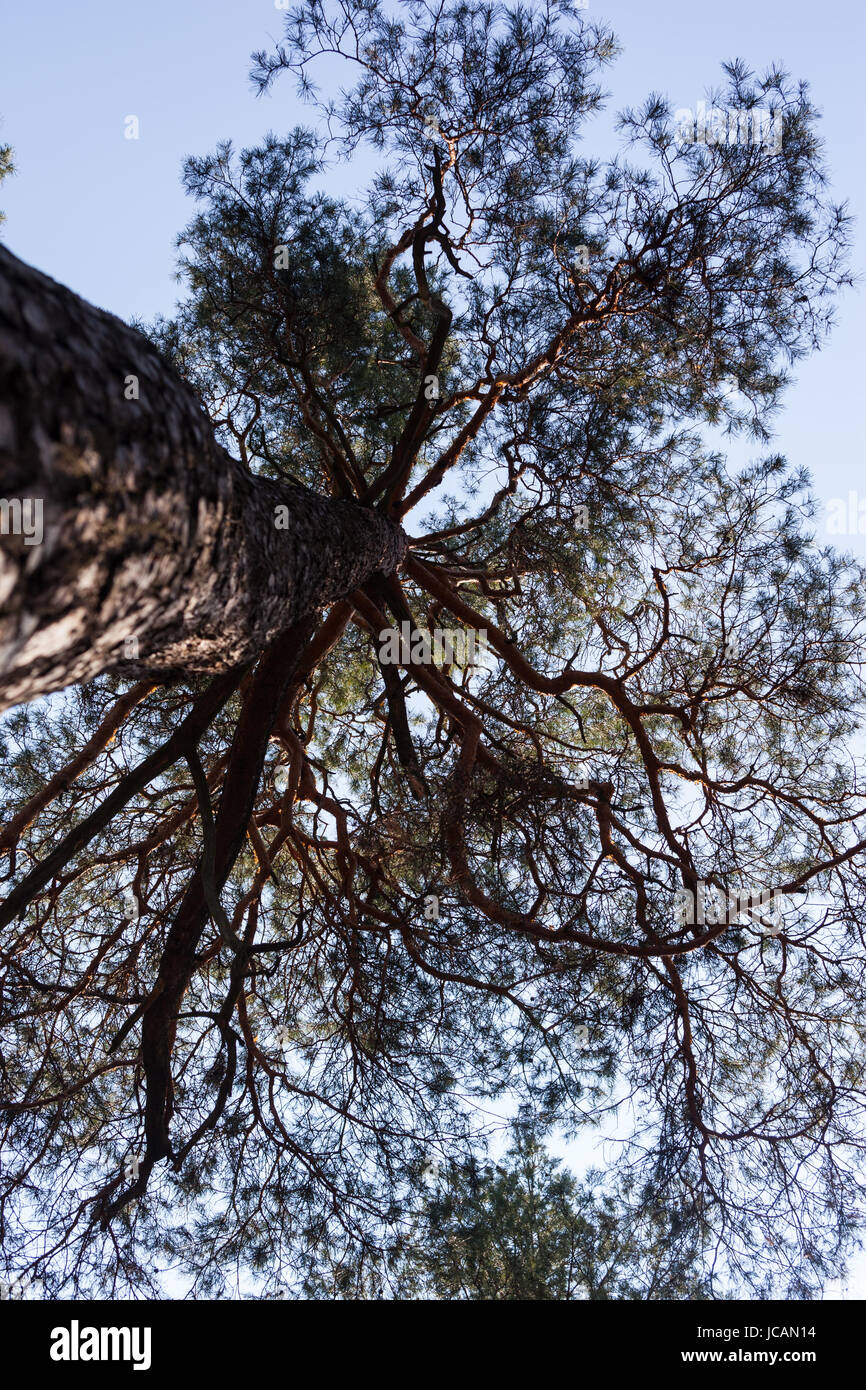 Silhouettes of pine tree against the sky Stock Photo - Alamy