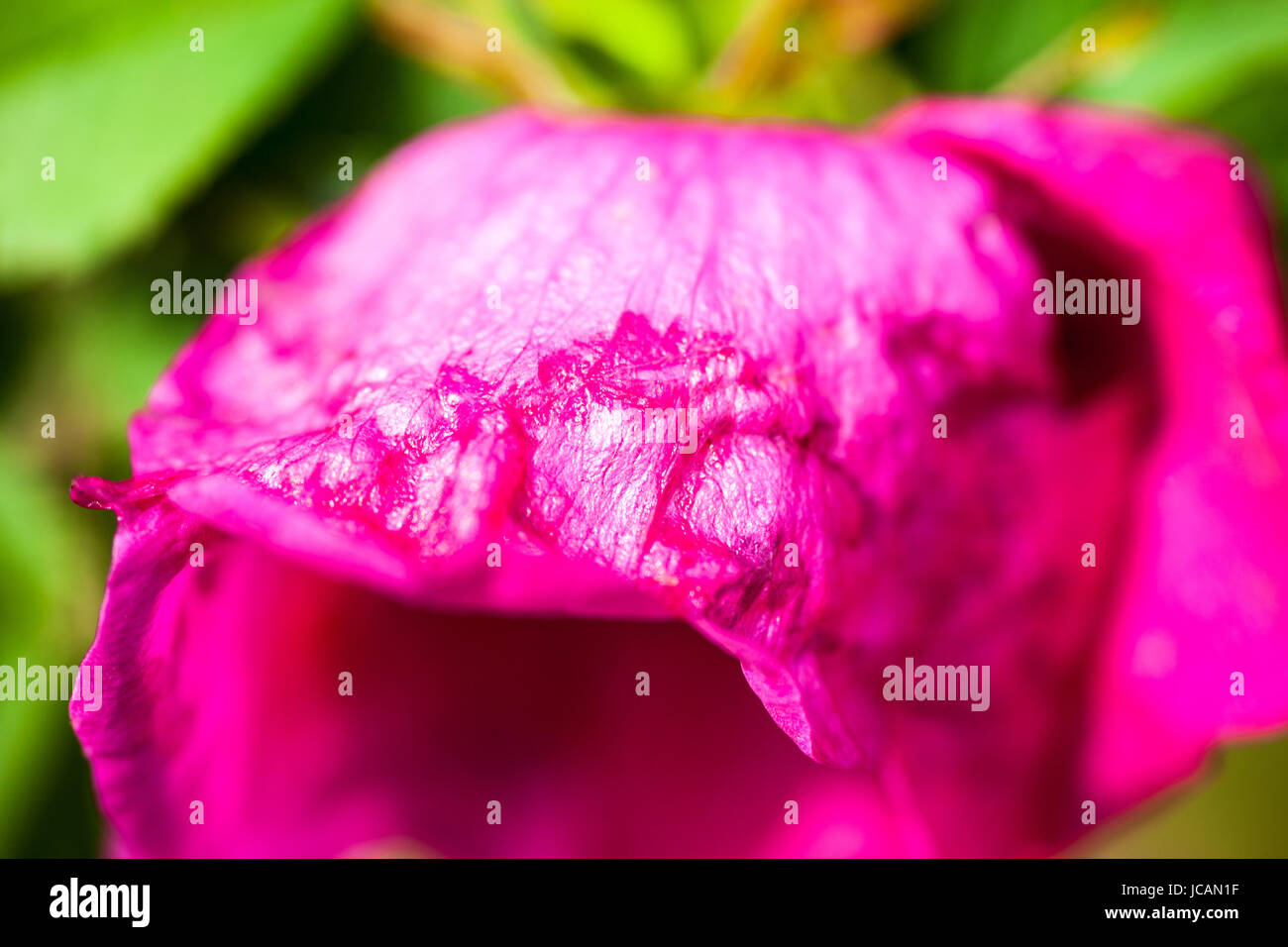 Close up of the petals of the pink peony flower Stock Photo - Alamy
