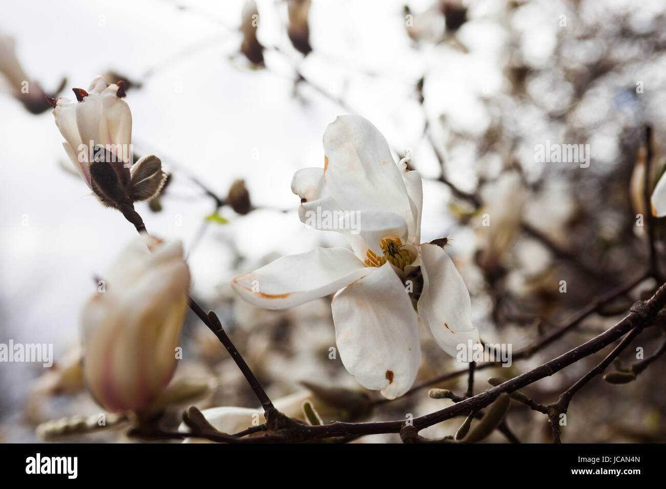 White flowers of the magnolia tree in early spring Stock Photo - Alamy