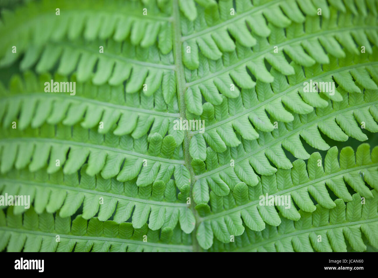 Closeup of green fern stem and leaves Stock Photo Alamy