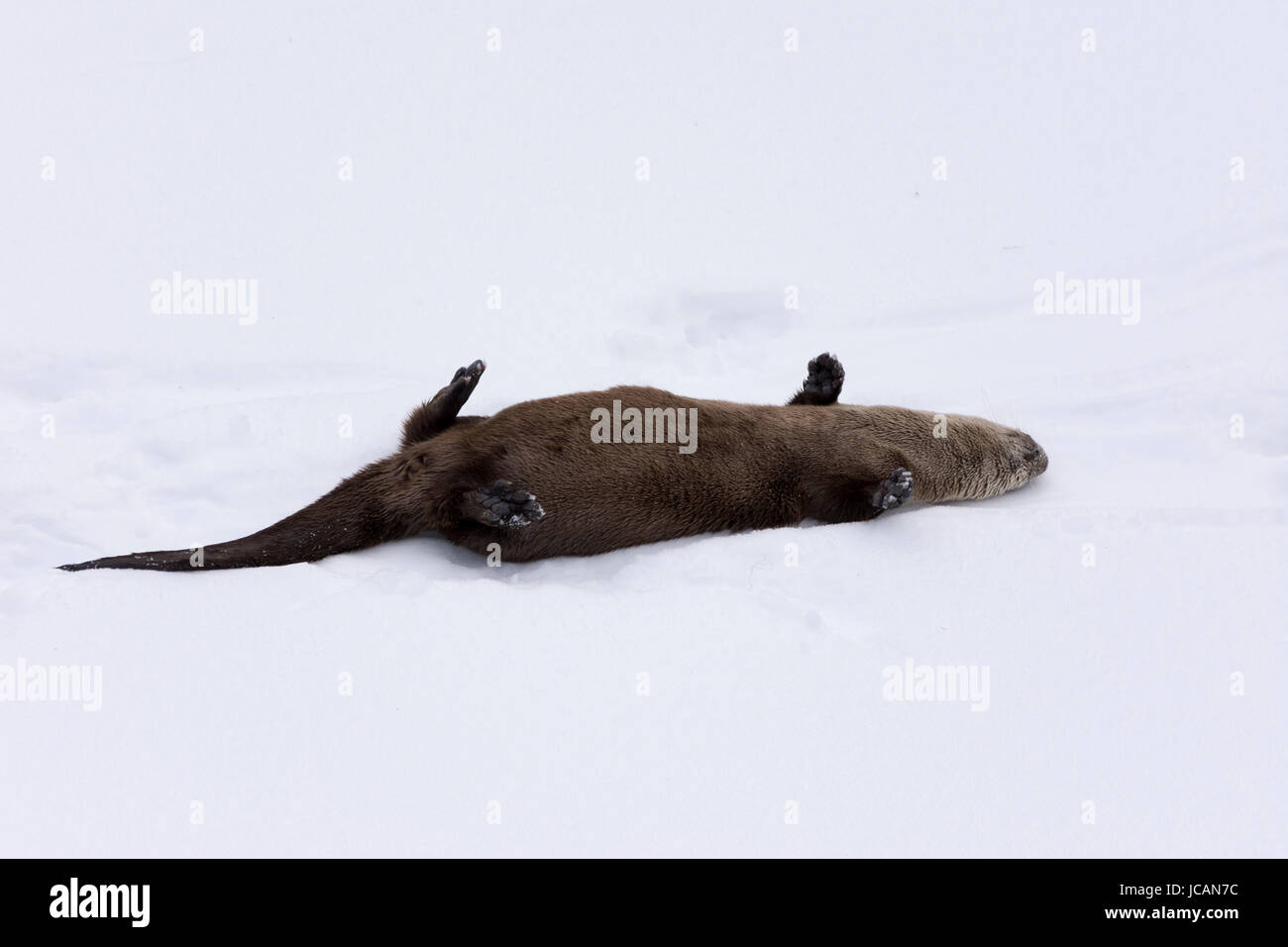 Otter relaxing in snow at Lamar valley, Yellowstone National Park February 2017. Stock Photo