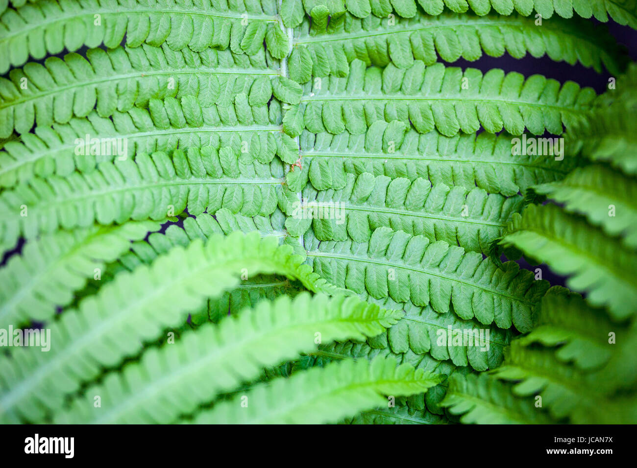 Closeup of green fern stem and leaves Stock Photo Alamy
