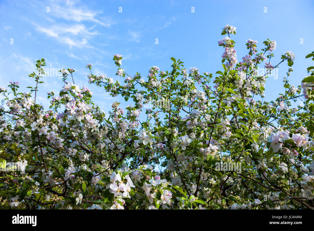 Blooming branches of the apple tree against the blue sky background ...