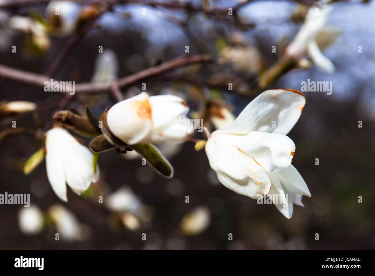 White flowers of the magnolia tree in early spring Stock Photo - Alamy