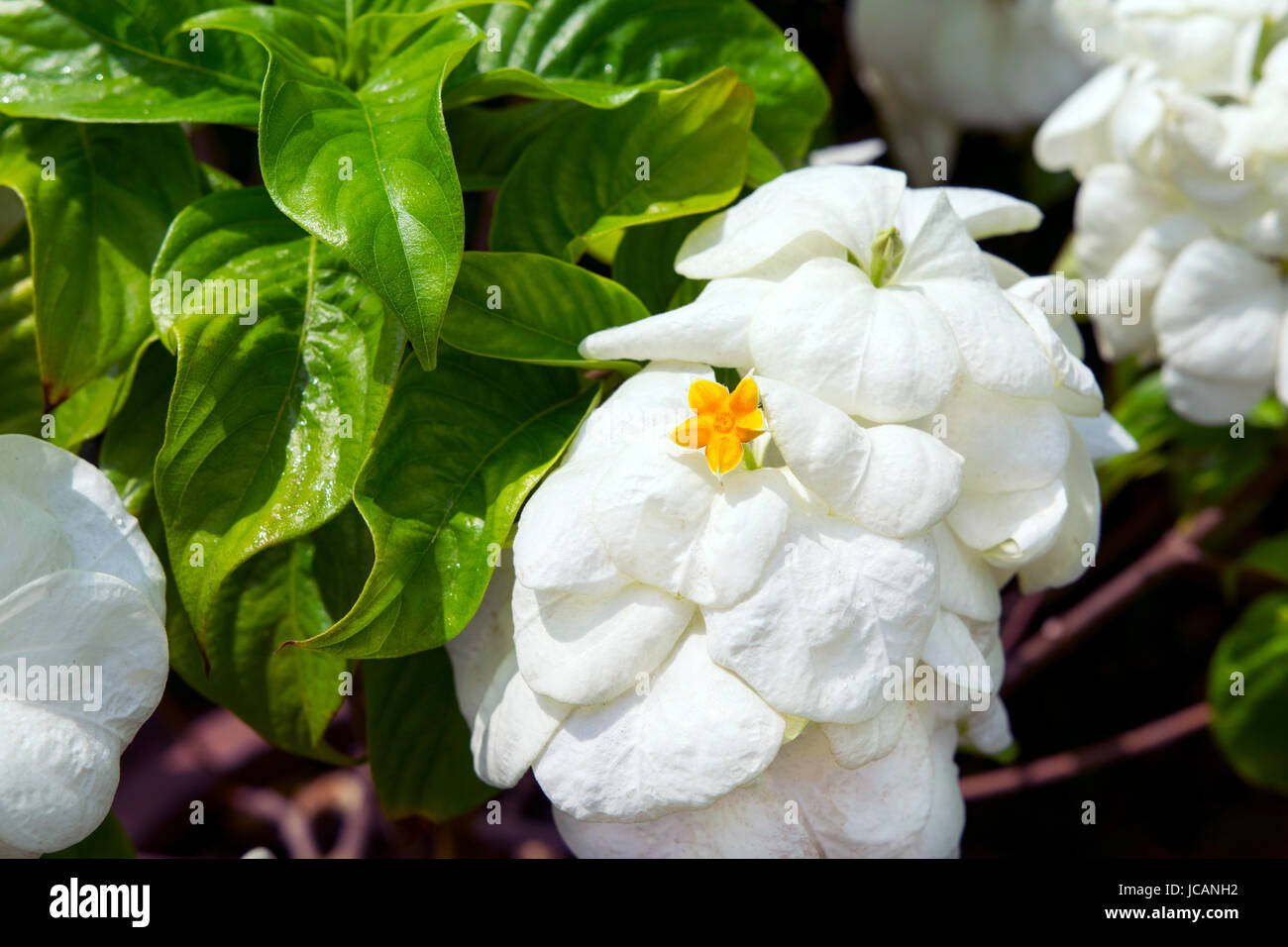 White Mussaenda Philippica. Stock Photo
